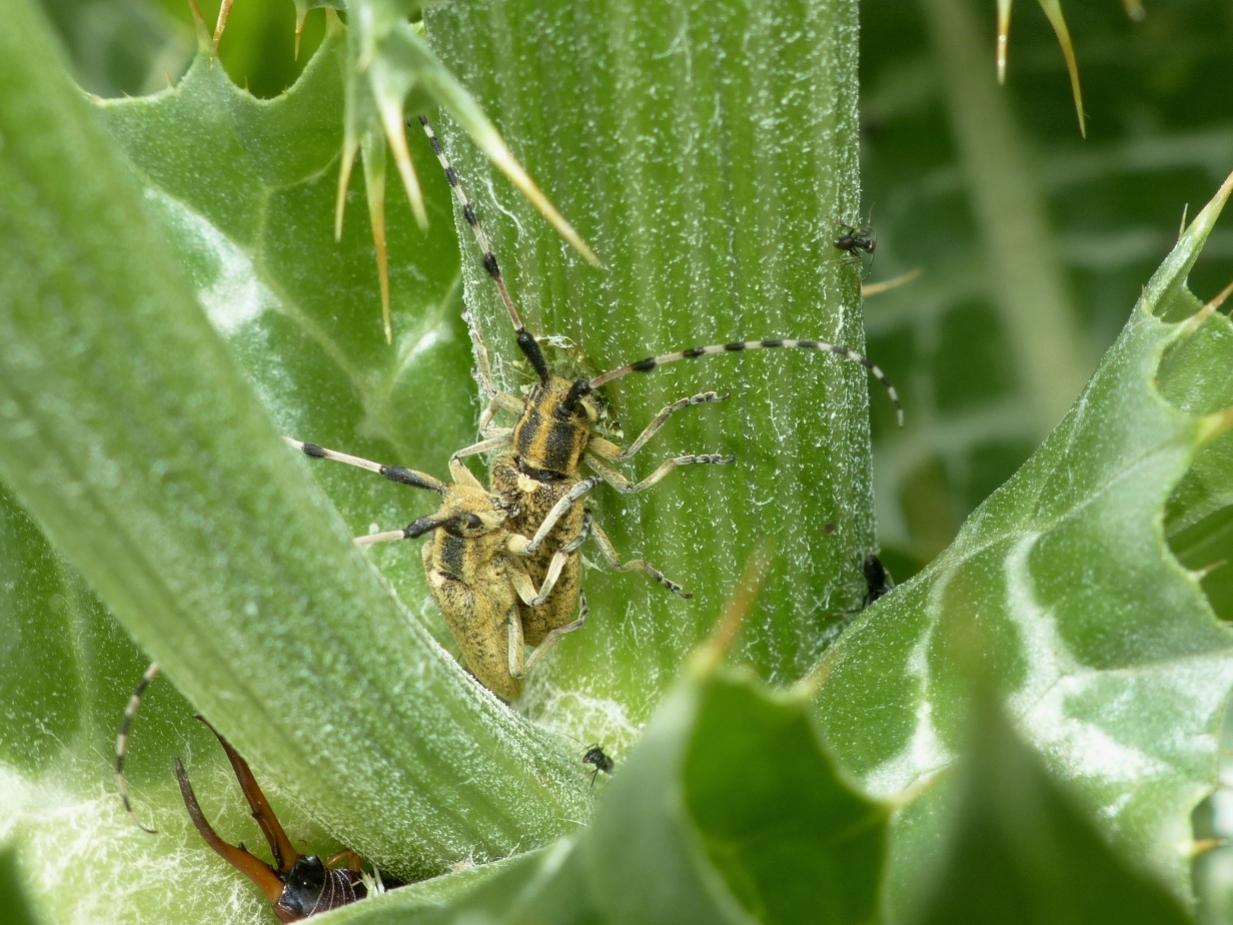 Agapanthia sicula malmerendii
